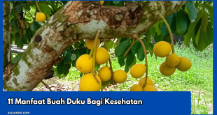 11 Manfaat Buah Duku Bagi Kesehatan