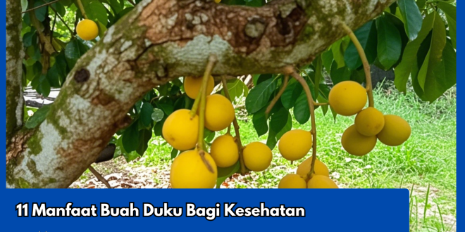11 Manfaat Buah Duku Bagi Kesehatan
